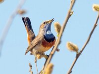 Luscinia svecica 12, Blauwborst, Saxifraga-Bart Vastenhouw