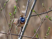 Luscinia svecica 150, Blauwborst, Saxifraga-Hans Dekker