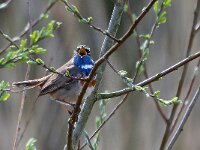 Luscinia svecica 151, Blauwborst, Saxifraga-Hans Dekker