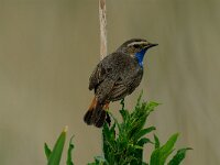 Luscinia svecica 2, Blauwborst, male, Saxifraga-Piet Munsterman