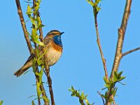 Luscinia svecica 20, Blauwborst, Saxifraga-Rik Kruit