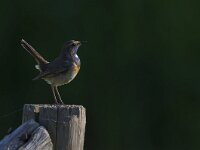 Luscinia svecica 22, Blauwborst, Saxifraga-Rik Kruit