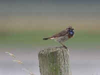Luscinia svecica 24, Blauwborst, Saxifraga-Peter Meininger