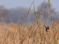 Luscinia svecica 33, Blauwborst, Saxifraga-Hans Dekker