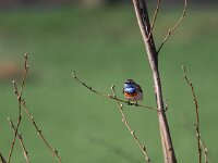 Luscinia svecica 34, Blauwborst, Saxifraga-Hans Dekker