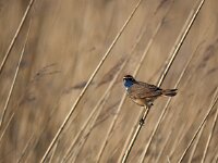 Luscinia svecica 36, Blauwborst, Saxifraga-Hans Dekker
