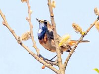 Luscinia svecica 40, Blauwborst, Saxifraga-Bart Vastenhouw