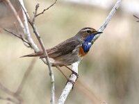 Luscinia svecica 42, Blauwborst, Saxifraga-Henk Baptist