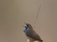 Blauwborst; Bluethroat; Luscinia svecica  Blauwborst; Bluethroat; Luscinia svecica : Blauwborst, Bluethroat, Luscinia svecica, Utrecht, lente, lijster, lijsterachtige, lisdodde, moerasvogel, reed, riet, singing bird, spring, swamp, trush, zangvogel