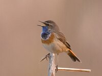 Blauwborst; Bluethroat; Luscinia svecica  Blauwborst; Bluethroat; Luscinia svecica : Blauwborst, Bluethroat, Luscinia svecica, Utrecht, lente, lijster, lijsterachtige, lisdodde, moerasvogel, reed, riet, singing bird, spring, swamp, trush, zangvogel