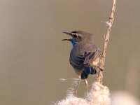 Blauwborst; Bluethroat; Luscinia svecica : Blauwborst, Bluethroat, Luscinia svecica, Utrecht, lente, lijster, lijsterachtige, lisdodde, moerasvogel, reed, riet, singing bird, spring, swamp, trush, zangvogel
