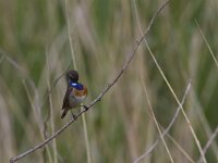 Luscinia svecica cyanecula 158, Witgesterde blauwborst, Saxifraga-Jan Nijendijk