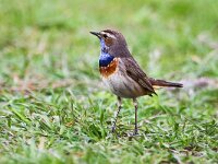 Luscinia svecica cyanecula 25, Witgesterde blauwborst, Saxifraga-Bart Vastenhouw