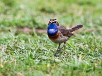 Luscinia svecica cyanecula 26, Witgesterde blauwborst, Saxifraga-Bart Vastenhouw