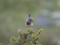 Luscinia svecica ssp svecica 15, Roodgesterde blauwborst, male, Saxifraga-Dir Hilbers
