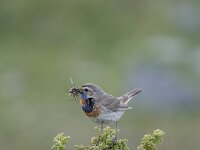 Luscinia svecica ssp svecica 16, Roodgesterde blauwborst, male, Saxifraga-Dir Hilbers
