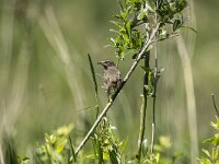 Luscinia svevica 165, Blauwborst, adult, male, Saxifraga-Theo Verstrael
