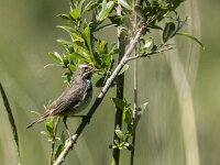 Luscinia svevica 166, Blauwborst, adult, male, Saxifraga-Theo Verstrael