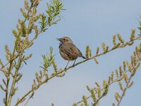 Luscinia svevica 169, Blauwborst, adult, male, Saxifraga-Theo Verstrael