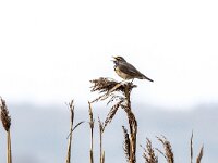 Luscinia svevica 171, Blauwborst, adult, male, Saxifraga-Theo Verstrael