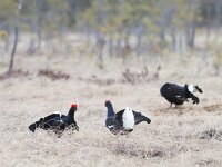 Lyrurus tetrix 50, Korhoen, Saxifraga-Mark Zekhuis
