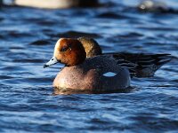 Mareca penelope 13, Smient, Saxifraga-Bart Vastenhouw