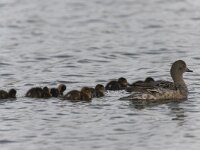 Mareca penelope 15, Smient, Saxifraga-Peter Stein