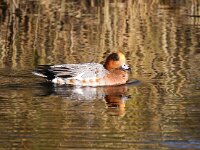 Mareca penelope 21, Smient, Saxifraga-Bart Vastenhouw