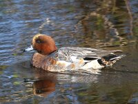 Mareca penelope 24, Smient, Saxifraga-Bart Vastenhouw