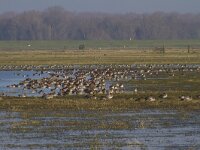 Mareca penelope 29, Smient, Saxifraga-Jan Nijendijk