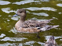 Mareca penelope 74, Smient, Saxifraga-Bart Vastenhouw