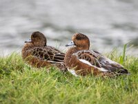 Mareca penelope 87, Smient, adult pair, Saxifraga-Theo Verstrael