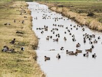 Mareca penelope 90, Smient, adults, Saxifraga-Theo Verstrael