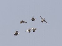 Mareca strepera 14, Krakeend, Saxifraga-Mark Zekhuis