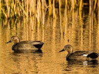Mareca strepera 49, Krakeend, adult pair, Saxifraga-Theo Verstrael