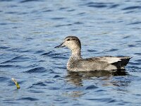 Mareca strepera 50, Krakeend, adult male, Saxifraga-Theo Verstrael