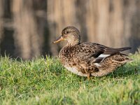Mareca strepera 61, Krakeend, adult female, Saxifraga-Theo Verstrael