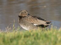 Mareca strepera 70, Krakeend, adult, male, Saxifraga-Theo Verstrael
