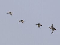 Mareca strepera 9, Krakeend, Saxifraga-Mark Zekhuis