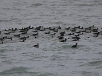Melanitta nigra 2, Zwarte zee-eend, Saxifraga-Peter Meininger
