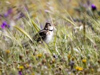 Melanocorypha calandra 10, Kalanderleeuwerik, Saxifraga-Bart Vastenhouw