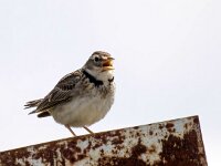 Melanocorypha calandra 13, Kalanderleeuwerik, Saxifraga-Bart Vastenhouw