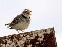 Melanocorypha calandra 14, Kalanderleeuwerik, Saxifraga-Bart Vastenhouw