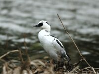 Mergellus albellus 3, Nonnetje, male, Saxifraga-Piet Munsterman