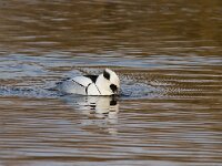 Nonnetje  Nonnetje in Arkervaart : Mergellus albellus