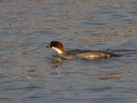Mergellus albellus 8, Nonnetje, Saxifraga-Jan Nijendijk