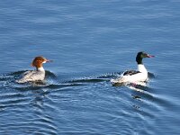 Mergus merganser 12, Grote zaagbek, Saxifraga-Bart Vastenhouw