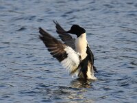 Mergus merganser 14, Grote zaagbek, Saxifraga-Bart Vastenhouw