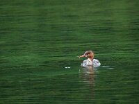 Mergus merganser 17, Grote zaagbek, Saxifraga-Hans Dekker