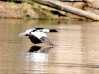 Mergus merganser 3, Grote zaagbek, Saxifraga-Dirk Hilbers